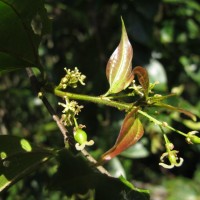 Celtis philippensis Blanco